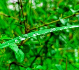 drops of dew on a grass