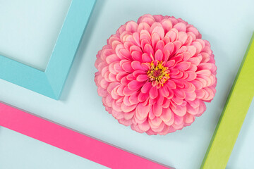Creative background made of one flower and bright colored frames. Flat lay Top view Copy space