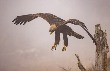 Golden Eagle flying in autumn landscape