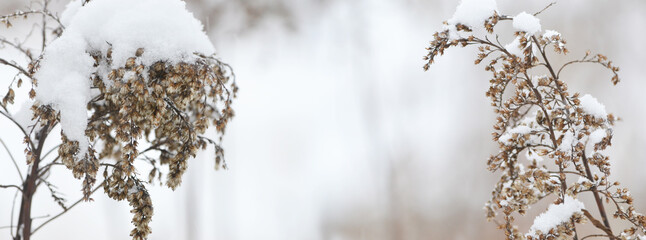 Winter background with snow-covered dry branches of plants on a blurred background. Withered plant in winter