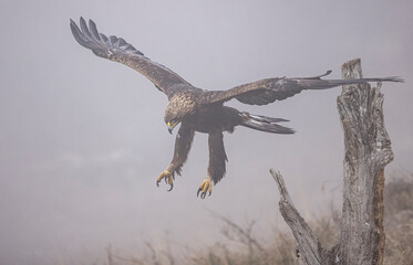 Golden Eagle flying in autumn landscape