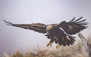 Golden Eagle flying in autumn landscape