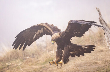 Golden Eagle flying in autumn landscape © georgigerdzhikov