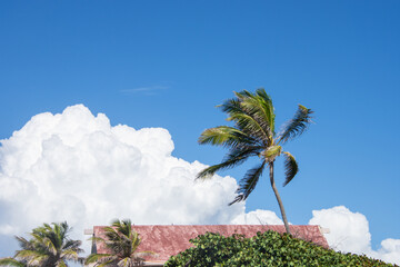 Palm tree against blue sky and large, puffy cumulus clouds.  
Copy space.  Puerto Rico, USA.