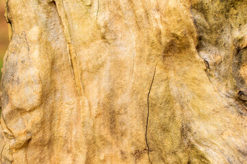 Texture is the feel, appearance or consistancy of a surface or substance. The uneven texture of the rock makes a beautiful background.