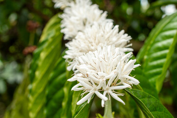 Coffee flowers in bloom
