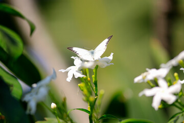 Butterfly has white wings on a white flower.