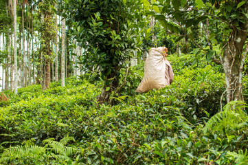 Lady plucking fresh green tea leaves on tea plantation in India
