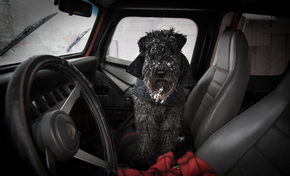 A close up, interior view of a dog partially snow crusted in the passenger seat of a vehicle