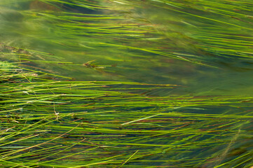 Fallen rice plants forming a beautiful background in focus
