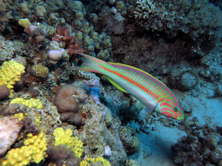 Fototapeta na wymiar A Klunzinger's wrasse Thalassoma rueppellii on a Red Sea coral reef