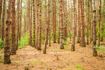 Naklejka premium Pine tree forest in ooty
