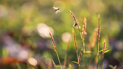 Flying bee and another on grass flower at sunrise