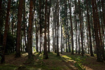 Pine tree forest during sunrise in ooty
