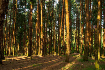 Obraz premium Pine tree forest during sunrise in ooty