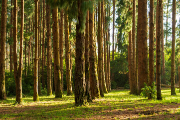 Fototapeta na wymiar Pine tree forest during sunrise in ooty 