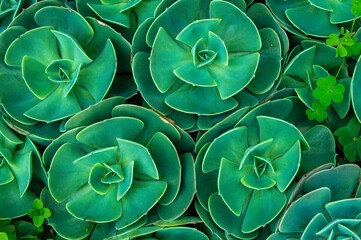 In botany, succulent plants, alsi known as succulents, are plants with parts that are thickened,...