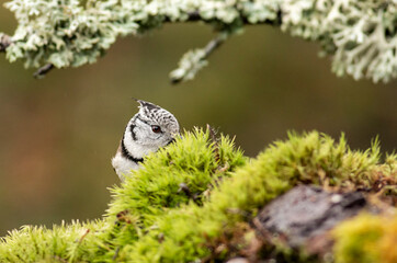 Cute Crested Tit in autumn background