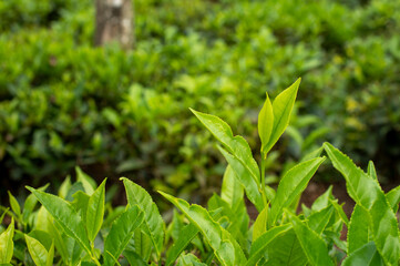 Fresh green tea leaves on tea plantation in India
