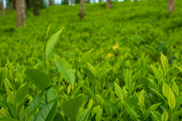 Fresh green tea leaves on tea plantation in India

