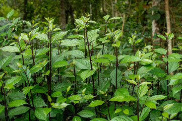 Long wild plants forming a beautiful texture background

