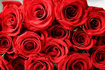 Beautiful red roses as background