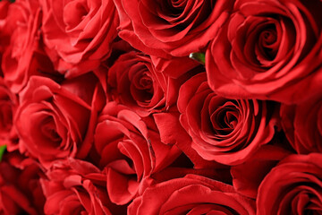 Beautiful red roses as background