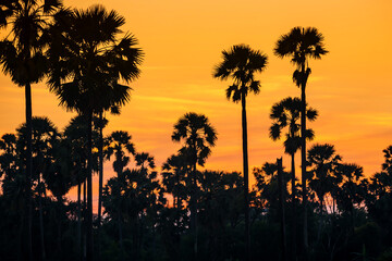 Fototapeta na wymiar Silhoette sugar palm tree at sunset with twilight sky