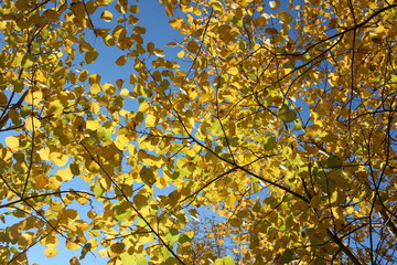 yellow autumn leaves on tree branches in a sunny forest