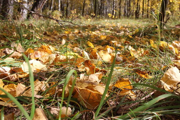 autumn yellow leaves lie in the green grass in autumn in the forest