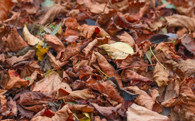 Fallen leaves of trees on the ground.