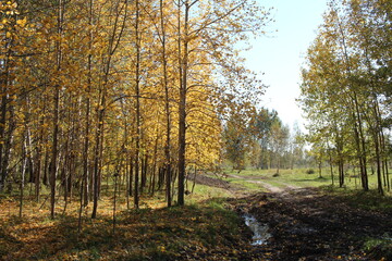 yellow autumn leaves on tree branches in a sunny forest