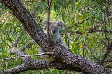 Koala on a tree, magnetic island, australia