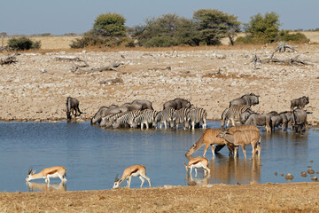 Fototapeta na wymiar Plains zebras, blue wildebeest, springbok and kudu antelopes at a waterhole, Etosha National Park, Namibia.