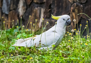 Sulphur crested cockatoo grasing in a meadow in airlie beach, australia