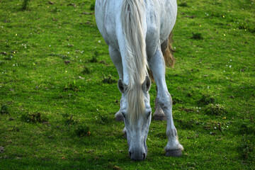 Naklejka na ściany i meble A beautiful white horse in an Irish field