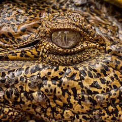 Close up of a crocodile eye