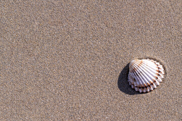 Tropical background with seashells, shells on sand tropical sea beach. Design of summer vacation holiday concept.