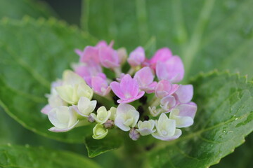 ピンク色の紫陽花の花