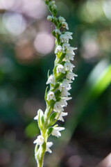 Orchid of Autumn Lady's-tresses macro photography