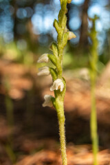 Orchid of Autumn Lady's-tresses macro photography