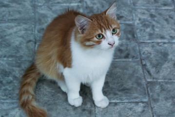 Fototapeta premium Ginger cat sits on a tile and looks up