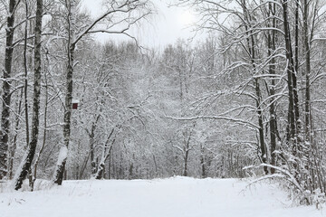 Fototapeta premium birch trees in a snowy park. winter landscape