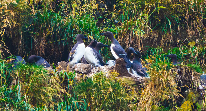 Murres Nests Seabirds Haystack Rock Canon Beach Oregon