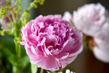 Pink flower