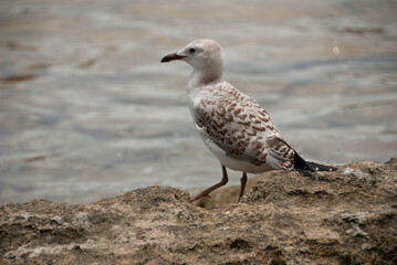 Mouette juvénile