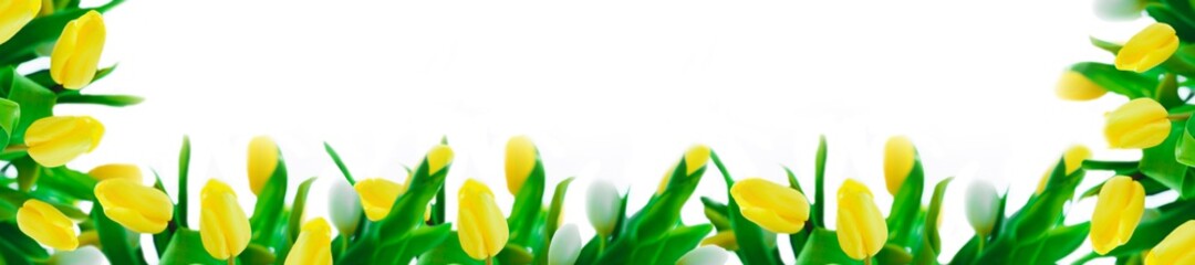 Yellow and white tulips on a white background. Baner with tulips. Copy space.