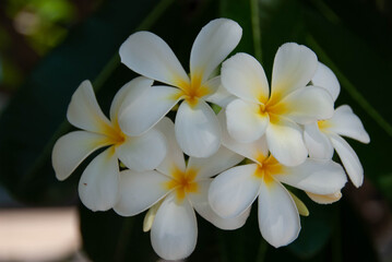 Fototapeta na wymiar Plumeria, également nommé frangipanier, originaire des régions tropicales et subtropicales
