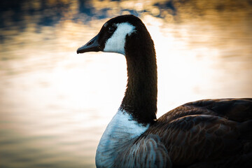 A Canadian Goose at sunset by the water