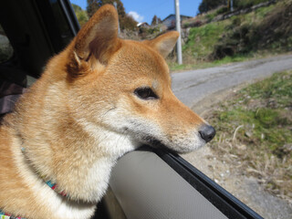 ドライブ中の柴犬